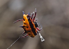 Gasteracantha taeniata