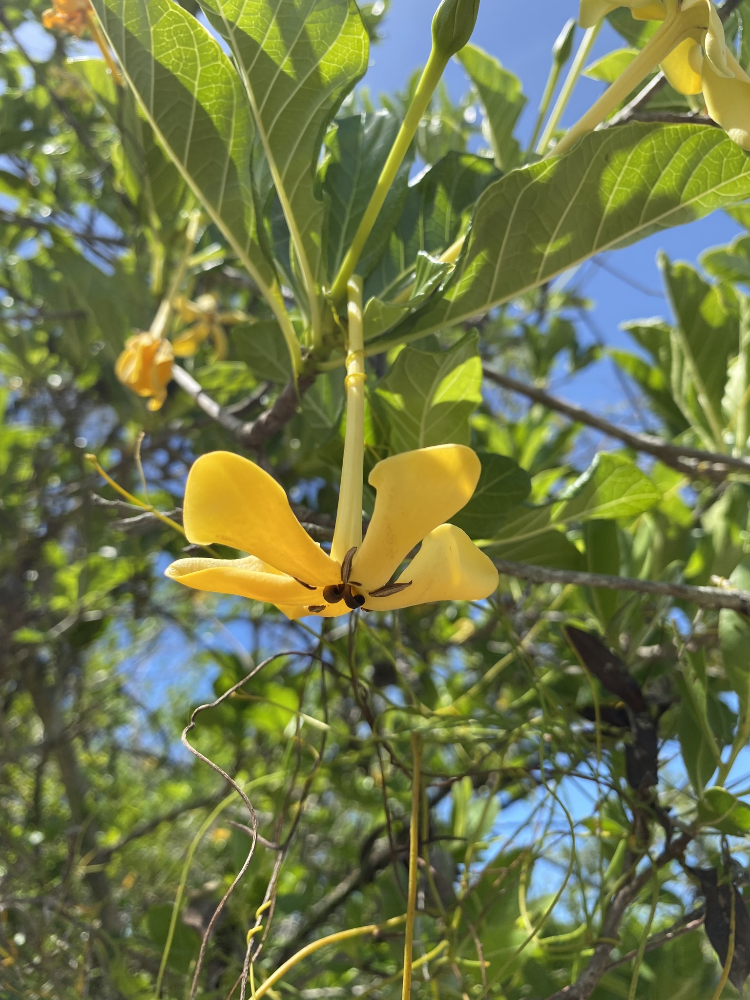 Tocoyena sellowiana