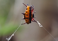 Gasteracantha taeniata