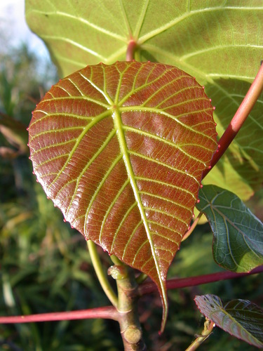 Macaranga huahineensis observed 2004-11-23