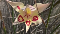Gladiolus angustus