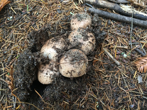 Agaricus arorae