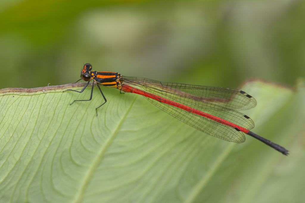 Calicnemia erythromelas