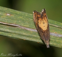 Dichrorampha bittana