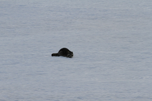 Common Raccoon photographed in North Dakota