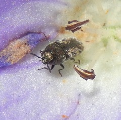 Acmaeodera
