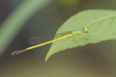 Ceriagrion fallax
