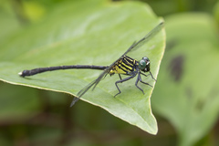Leptogomphus elegans
