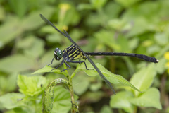 Leptogomphus elegans