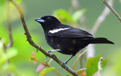 White-Shouldered Tanager photo 1