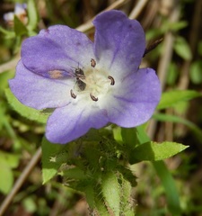 Acmaeodera