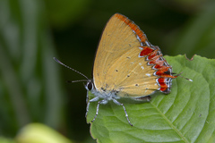 Heliophorus indicus