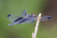 Atratothemis reelsi
