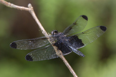 Atratothemis reelsi