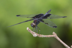 Atratothemis reelsi