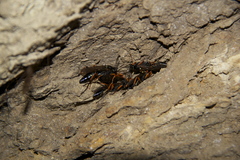 Diphyus quadripunctorius