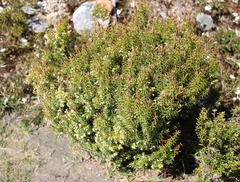 Leptecophylla pogonocalyx