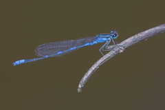 Paracercion v-nigrum