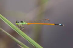 Ischnura rufostigma