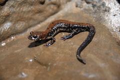 Plethodon petraeus
