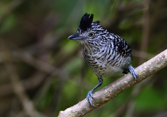 Thamnophilus doliatus image