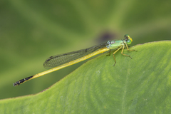 Ceriagrion fallax