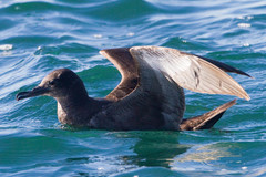 Sooty Shearwater photo 4