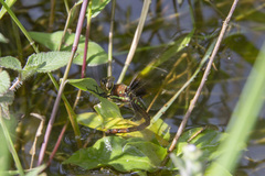 Anaciaeschna martini