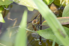 Anaciaeschna martini