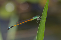 Ischnura rufostigma