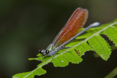 Mnais andersoni