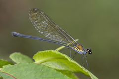 Mnais andersoni
