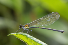 Mnais andersoni