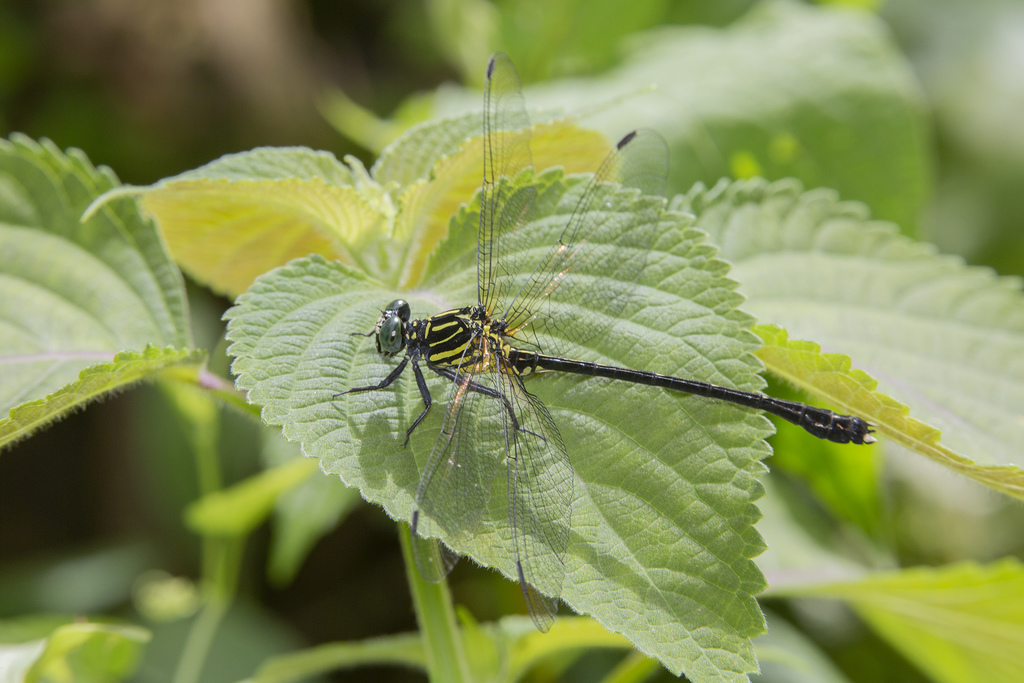 Leptogomphus elegans