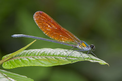 Mnais andersoni