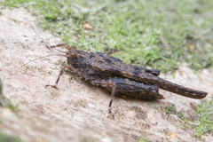 Falconius longicornis