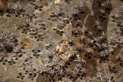 Velia gridellii