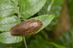 Brephallus fruhstorferi
