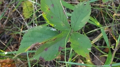 Rubus hancinianus