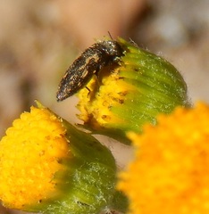 Acmaeodera neglecta