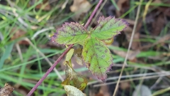 Rubus hancinianus