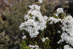 Veronica formosa