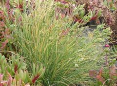 Poa astonii