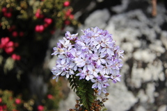 Veronica formosa