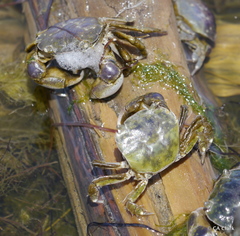 Hemigrapsus crenulatus