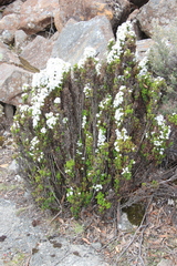 Veronica formosa