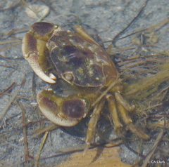 Hemigrapsus crenulatus