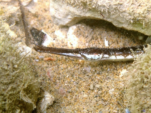 Adriatic pipefish (Syngnathus taenionotus) — Syngnathidae — 3