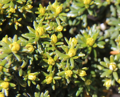 Ozothamnus ledifolius