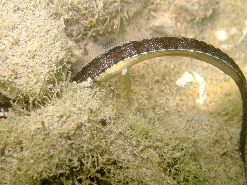Adriatic pipefish (Syngnathus taenionotus) — Syngnathidae — 2